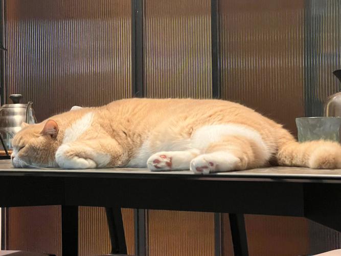 4949澳门特马今晚开奖53期今和肥猫一年多减重16斤与肥猫一年多减重16斤正常吗