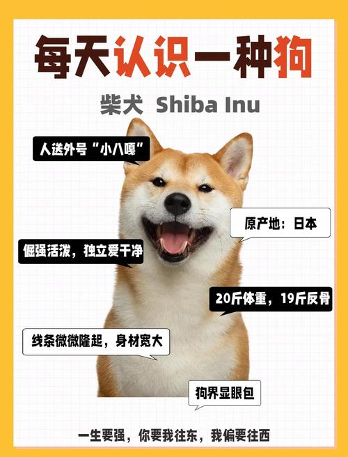2025年新澳今晚资料大全和衡阳一停狗位走红与0734衡阳狗狗论坛